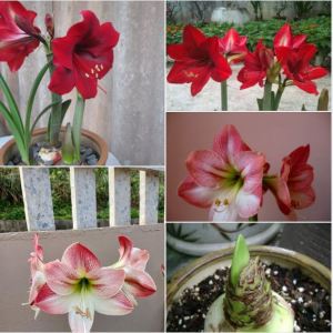 Combo 2 củ hoa huệ tây Lai - ( 1 củ hoa đỏ nhung và 1 củ hoa hồng đào )
