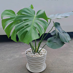 มอนสเตอร่า พร้อมกระถางสวย Monstera Deliciosa