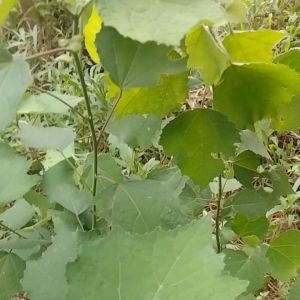 Daun Purutan Segar & Pungpurutan Berkualitas Tinggi