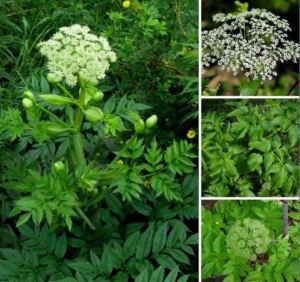 Hạt giống Sâm Đương Quy – 100 Hạt/Gói