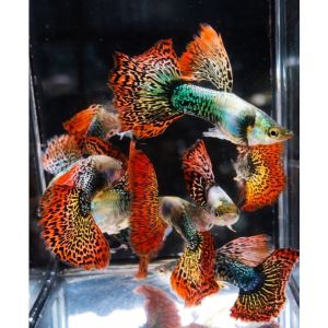 GPS Aquatic Red Dragon Guppy 1 Pair