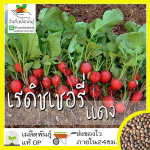 เมล็ดพันธุ์ เรดิชเชอรี่สีแดง 200 เมล็ด CherryBelle Radish Seed เมล็ดพันธุ์แท้นำเข้าจากต่างประเทศ ปลูกผักสวนครัว เพาะปลูก