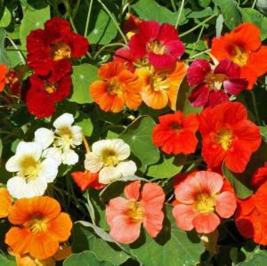 Amefurashi 10 Benih Biji Bunga Nasturtium Bibit Edible Flower Seed