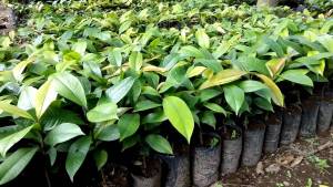 Bibit manggis cepat berbuah