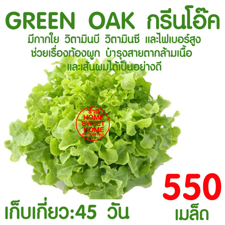 เมล็ดพันธุ์กรีนโอ๊ค 550 เมล็ด งอกดี