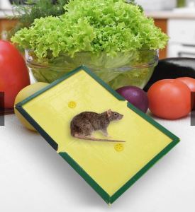Mouse Trap Doom Rat Trap Rat Catcher Glue Trap Rodent Expert Sticky Bond Mice Pad Traps