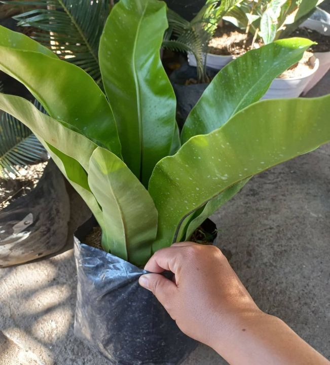 DAPO BIRD NEST OR FERN PLANTS PUGAD IBON - OUTDOOR PLANT - REAL OR LIVE ...