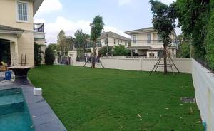 ตัดมาใหม่จ้า หญ้าสด ขนาด 1 แผ่น 50X100 ซม.หญ้าจัดสวน หญ้าสด หญ้าจริง หญ้าสนาม หญ้าปูพื้น หญ้าปูสนาม