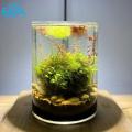 Bình Thủy Tinh Trụ Tròn Dùng Làm Hồ Cá Bể Cá Để Bàn D24 x H30 cm Tặng Kèm Mô Hình Rong Giả Và Sỏi Trang Trí. 
