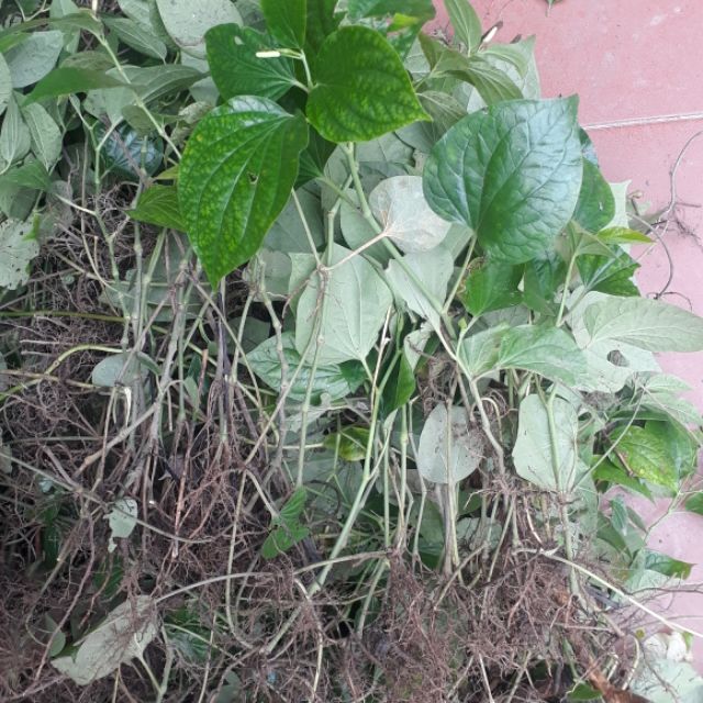 Làm thế nào để tận dụng tối đa hiệu quả của cây lá lốt khô trong điều trị đau nhức xương khớp?