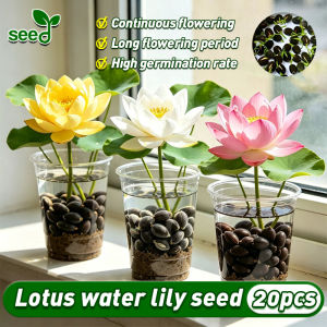 [Selected Seeds] Lotus Water Lily Seeds - Mini Japanese Lotus Seeds for Planting Water Growing Lotus Seeds Lotus Water Lily Plants Flowering Plants Seeds Hydroponic Flower Seeds Indoor Potted Water Lily Live Plant Bonsai Seed Fast Growing Aquatic Plants
