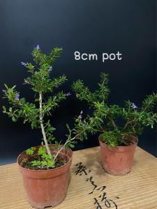 Blue Bell mini leaves Bonsai plant outdoor plant flower plant 小叶凌珊(bonsai plant/live plant/outdoor plant） 盆景