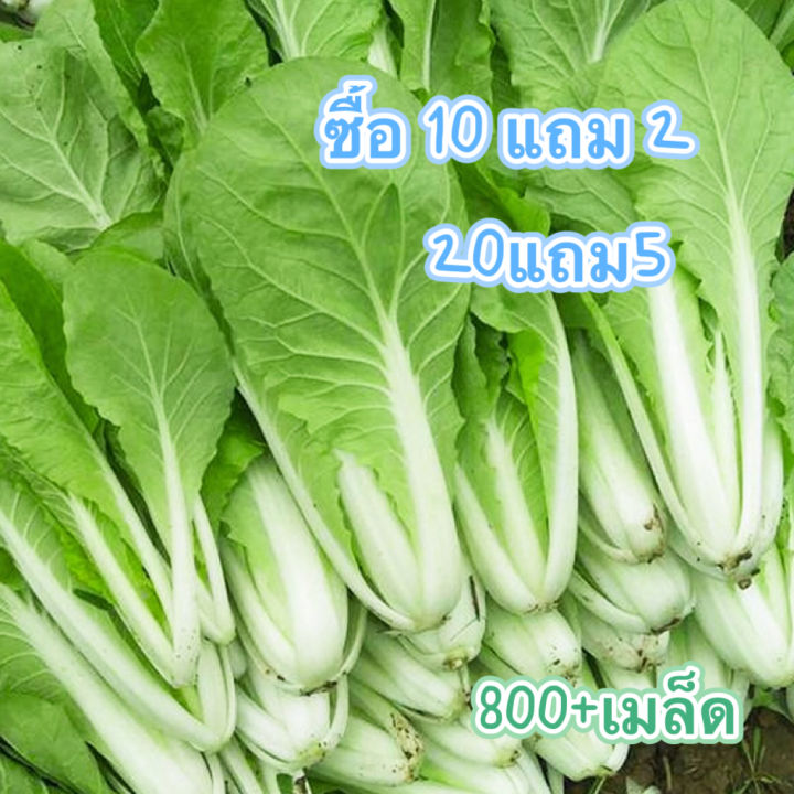 เมล็ดพันธุ์ผักกาดขาวปลี มัสตาร์ดขาว งอกง่าย โตไว
