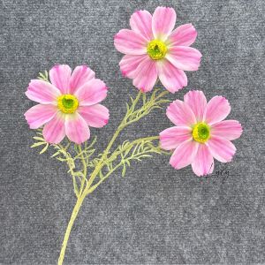 5-10 Cành Hoa Sao Nháy (cúc daisy) Thân Lông 3b Hàng Nhập Khẩu Cao Cấp Trang Trí Sự Kiện Bó hoa. Hoa Lụa LyLy Decor