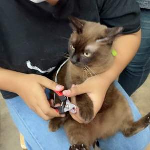 Lovely Pets กรรไกรตัดเล็บถูกและทน - สำหรับสุนัขและแมว คุณยิ้มถูก 200 มก