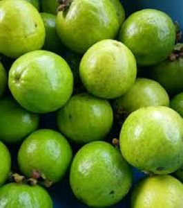 Guava Seeds (Bayabas Native) – Sweet Fruit Variety – Easy to Grow Fruit Seeds – Green Soil