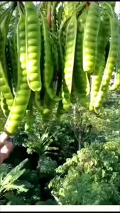 BIBIT PETE JUMBO berbuah dalam pot Bibit Super Bisa COD BAYAR DI TEMPAT