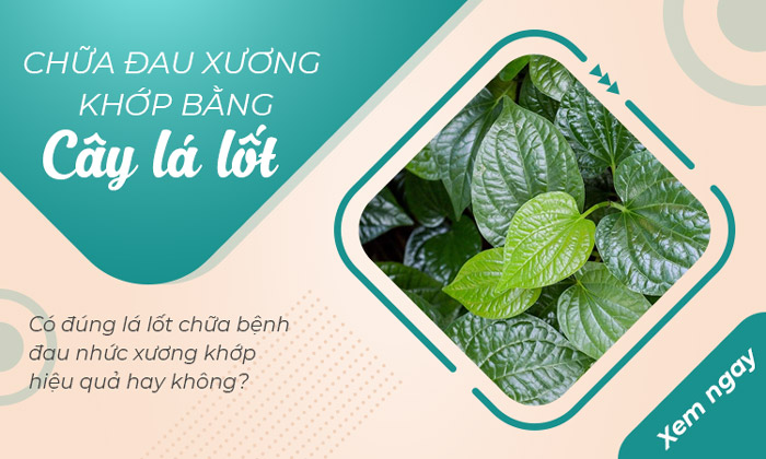 Làm thế nào để tận dụng tối đa hiệu quả của cây lá lốt khô trong điều trị đau nhức xương khớp?
