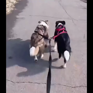 Outdoor Sports Dog Sledge Harness Adjustable Fit for Large Breeds Waterproof Pet Chest Strap for Running and Skiing