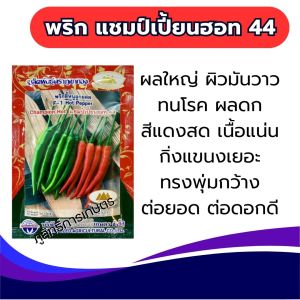 พริกแชมป์เปี้ยนฮอท44 น้ำหนักดี ทนโรค เก็บเกี่ยว ได้เร็วมาก สีแดงสด-พริกขี้หนูลูกผสม-เมล็ดพันธ์