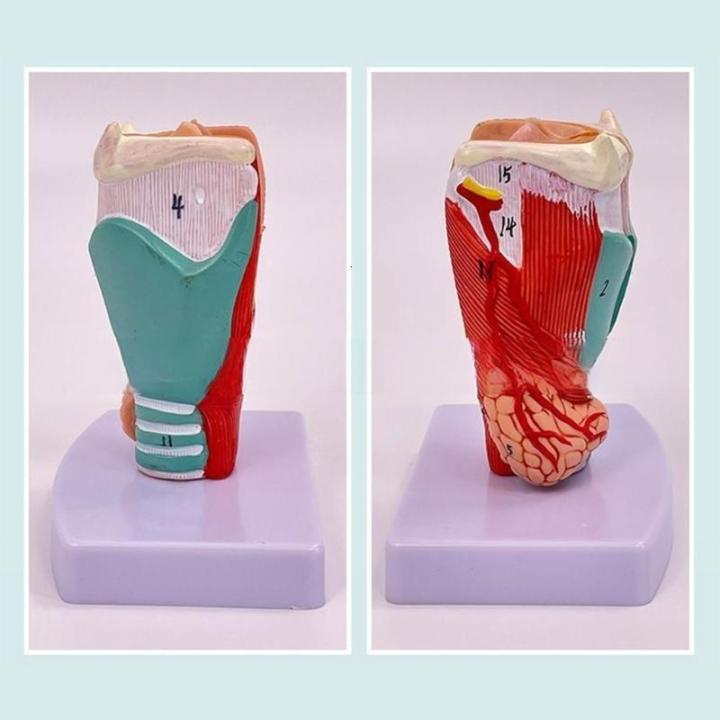 Anatomical Larynx Model Removable Human Throat Anatomy Model Life Size ...
