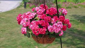 Artificial Geranium Fake Flowers for Outdoors Decoration 6 Bundles Silk Geraniums Pink Flower UV Resistant Look Real Faux Plants for Outside Planter Front Door Garden Porch Patio Balcony Yard Home