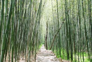 bầu cây giống cây giang rừng (cây giang nhung lá to)-thu lá thu măng thu cây làm đan lát chẻ lạt gói bánh