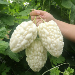 Benih Peria Putih Taiwan / Taiwan Apple White Bitter Gourd Seeds - Ready Stock