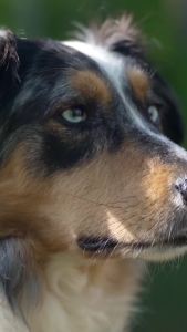 Muscle & Vitality Formula for Dogs with Ashwagandha Shilajit Green Lipped Mussel & Glucosamine