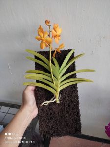 1 Pcs Organic Fern Slab For Orchids for Trailing And Hanging Live Plants Vines And Orchids mounted Size