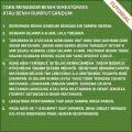 BENIH RUMPUT GANDUM 250 GRAM WHEAT GRASS SEED. 