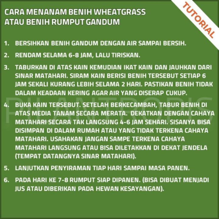 BENIH%20RUMPUT%20GANDUM%20250%20GRAM%20WHEAT%20GRASS%20SEED%20-%20Image%202