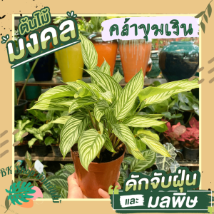 ต้นคล้าขุมเงิน ส่งพร้อมกระถาง6นิ้ว ต้นสวยคัดพิเศษ ฟอร์มเต็มกระถาง ไม้มงคลที่ควรมีประจำบ้าน ไม้ฟอกอากาศ ไม้ประดับ ต้นไม้มงคล ต้นไม้มงคล ต้นไม้ฟอกอากาศ