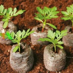 20 Viên Nén Xơ Dừa Ươm Hạt giống viên nén sơ dừa hữu cơ ươm trồng rau cây giống