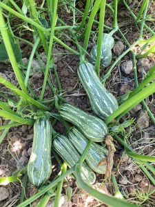 Bí đỏ hồ lô chánh nông gói 20 hạt