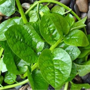 [TẶNG RAU DỀN] 20g HẠT GIỐNG RAU MỒNG TƠI