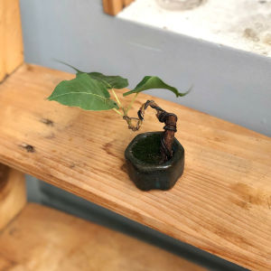Bonsai Mini Bồ Đề – Dáng Đẹp Lá Xanh Mang Ý Nghĩa Bình An