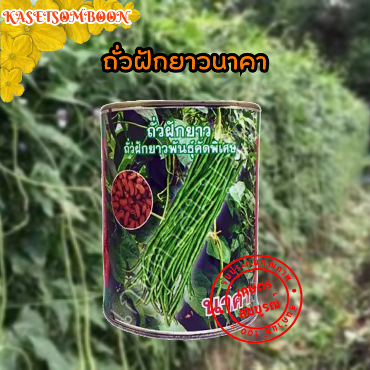 เมล็ดพันธุ์ถั่วฝักยาว นาคา ตราแวนด้า ซีดส์ ปลูกได้ทั้งปี ฝักยาว