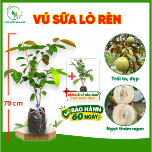 Cây Giống Vú Sữa Lò Rèn - Trái To Vỏ Mỏng - Cơm Dày Ngọt Đậm - Nhanh Cho Trái - Cây Giống Vân Anh