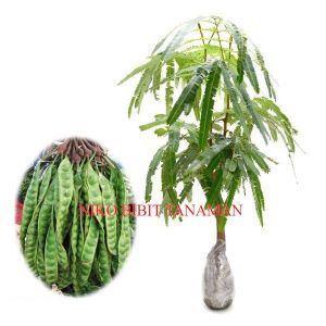 BIBIT PETE OKULASI  (CEPAT BERBUAH)