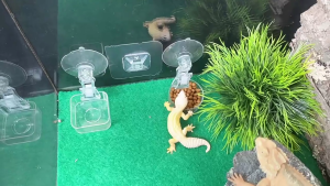 Đa chức năng loài bò sát môi trường sống món ăn bát ăn với hút dễ dàng maintenances nhựa thiết kế khay cho động vật nhỏ