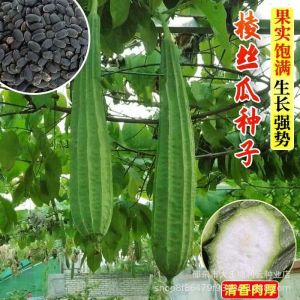 Fragrant and tender eight-sided loofah Guangdong loofah with thin skin and thick flesh vegetable