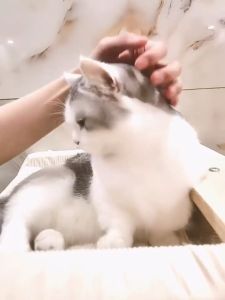 🐶🐱【READY-STOCK】Cat & Dog Multi-Supplement Vitamin Trial Pack🐶🐱【现货】100% 原装正品 狗狗 & 猫咪 Nourse卫仕多种试吃装 维生素/化毛球片/关节片/卵磷脂