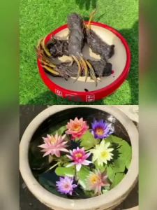 大睡莲种根块池塘水培植物四季荷花水养花卉碗莲根茎带芽睡莲花苗