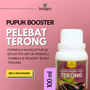 Pupuk Pelebat Buah Terong Ungu Hijau Bulat Lalap / Pupuk Booster Terong Berbuah Lebat Obat Penyubur