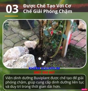 [MỚI][TẶNG 35V] Vitamin BUVIPLANT HUNGARYTAN CHẬM cho cây cảnh (GÓI 100V)