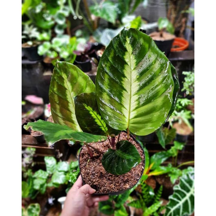 Tanaman hias calathea lindeniana - calatea -KM | Lazada Indonesia