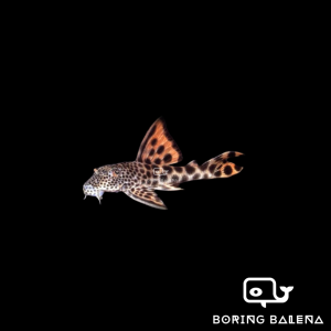 BRBN Para Pleco (L075) - Peckoltia Sabaji - Algae Eater - Ikan Pleco - Ikan Bandaraya - Aquarium Freshwater Fish / Ikan Air Tawar