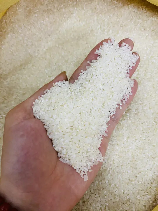 5KG Gạo TẤM ST25 - Gạo Tấm Thơm Dẻo Ngọt - Bena Organic