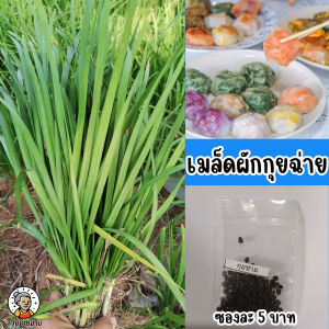 เมล็ดพันธุ์กุยช่าย ซองละ 5 บาท